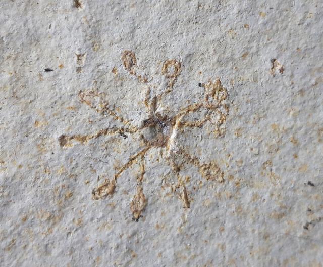 Saccocoma tenella (GOLDFUSS 1831) - Bild © FossNet FossilienStore